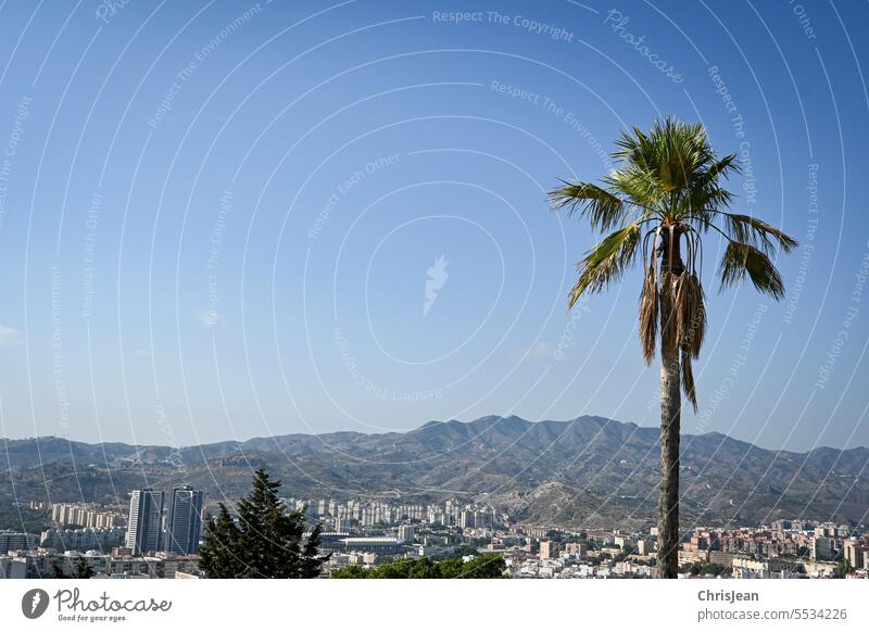 Palme vor andalusischen Bergen mit Panoramablick auf Málaga sonne Malaga Spanien stadt bei Tag Tourismus Küstenlinie mediterran Costa del Sol Urlaub Mittelmeer