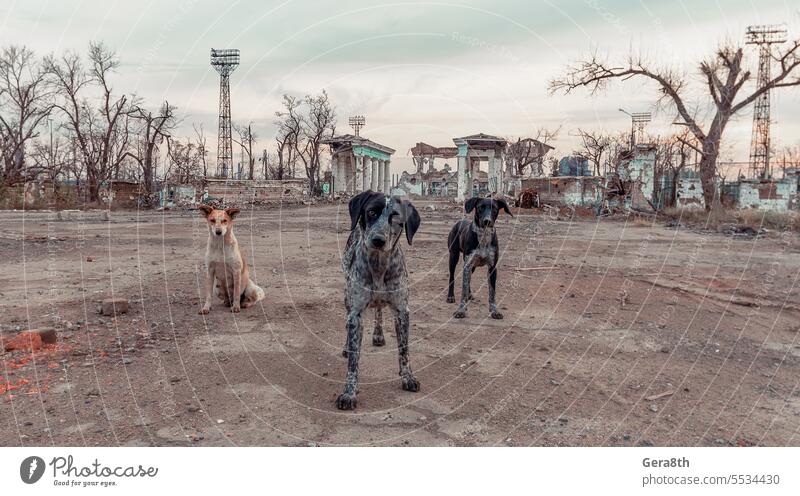 drei streunende Mischlingshunde auf der zerstörten Straße von Mariupol donezk Kherson kyiv Lugansk mariupol Russland Ukraine Saporoschje aussetzen Verlassen