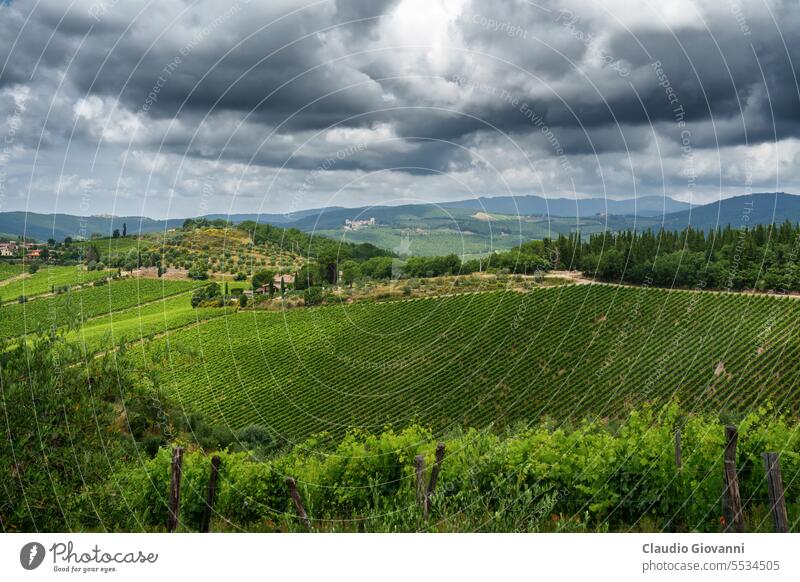 Weinberge des Chianti in der Nähe von Gaiole, Provinz Siena Europa Italien Toskana Ackerbau Farbe Land Tag grün Hügel Landschaft Natur oliv Fotografie Pflanze