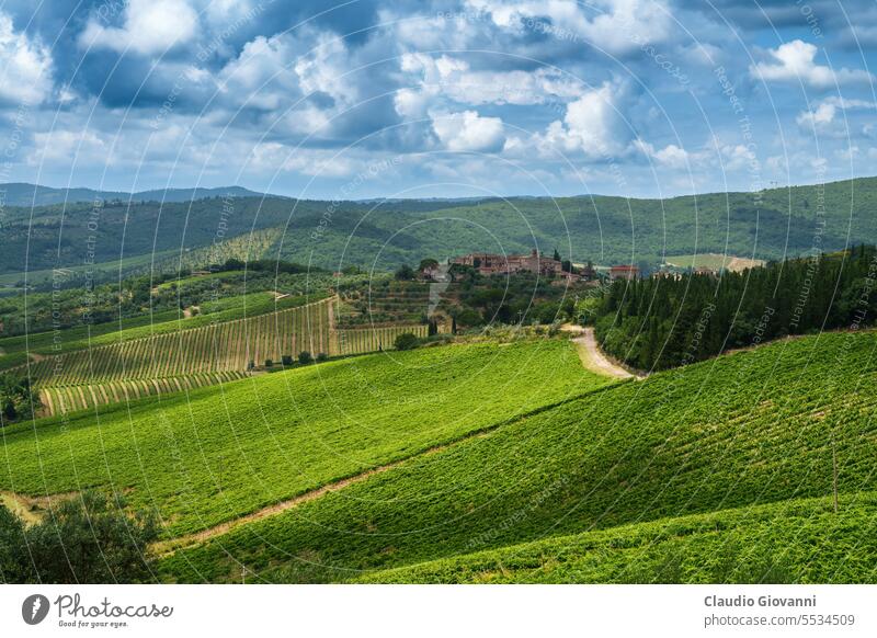 Weinberge des Chianti in der Nähe von Gaiole, Provinz Siena Europa Italien Toskana Ackerbau Farbe Land Tag grün Hügel Landschaft Natur alt oliv Fotografie