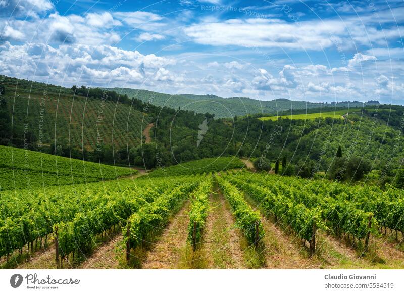 Weinberge des Chianti in der Nähe von Gaiole, Provinz Siena Europa Italien Toskana Ackerbau Farbe Land Tag grün Hügel Landschaft Natur oliv Fotografie Pflanze