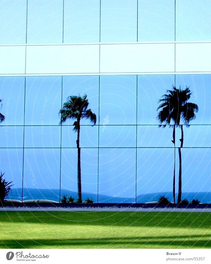 glass-palms Fenster Palme Wiese Meer Reflexion & Spiegelung Küste grün Glas blau Himmel