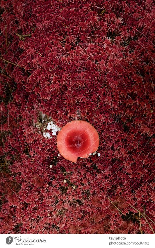 abstrakter Fliegenpilz in rotem Moos Blätterpilz Agaricomycetidae amanita Amanita Muscaria Herbst Biologie Botanik Nahaufnahme farbenfroh Deckung gefährlich