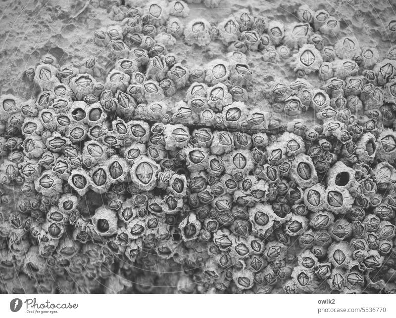 Gruppenbild mit Dame Seepocken Kolonie Sessile Tiere sessil festsitzend Fauna Tierwelt Wirbellose Gliederfüßer Krebstiere Rankenfußkrebse festgewachsen Öffnung