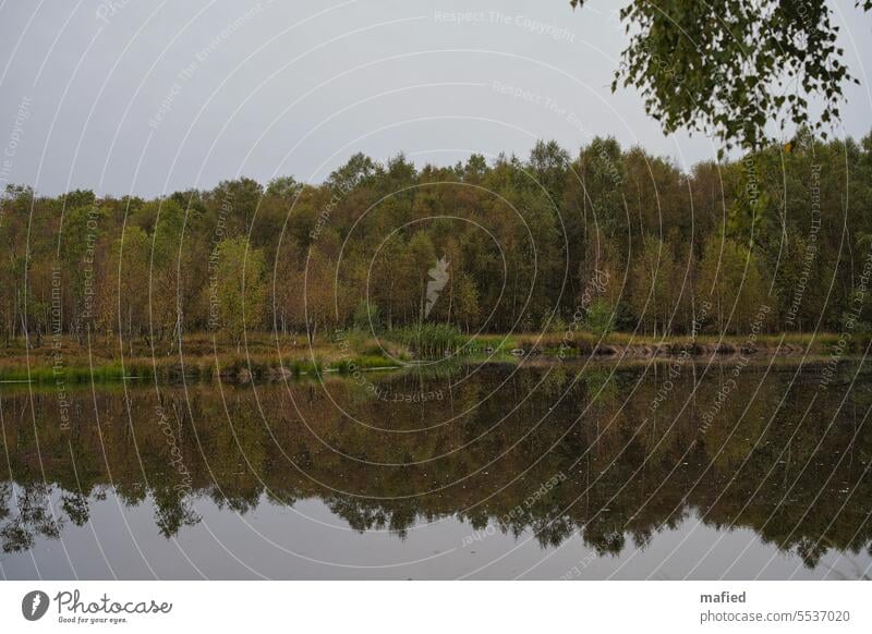 Moorsee im Kaltenhofer Moor II See Bäume Birken Wasser Spiegelung Schilf Uferzone bedeckter Himmel trübe Landschaft Natur Naturschutz Kulturlandschaft