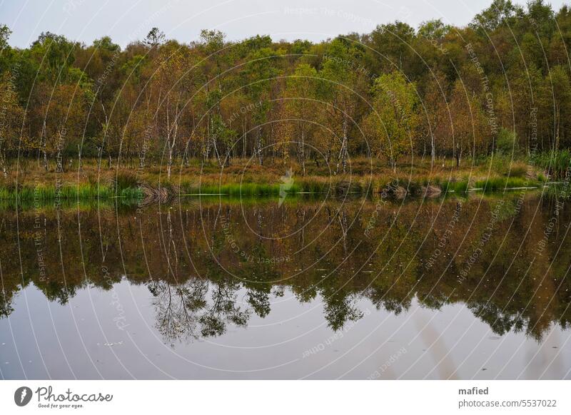 Moorsee im Kaltenhofer Moor See Bäume Birken Wasser Spiegelung Schilf Uferzone bedeckter Himmel trübe Landschaft Natur Naturschutz Kulturlandschaft