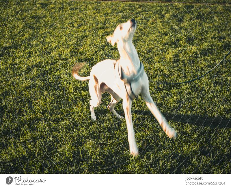 Hund in Bewegung + grüne Wiese = Hundewiese Whippet Haustier Tier Bewegungsunschärfe Hundegeschirr Tierporträt Windhund schnell springen Hintergrund neutral