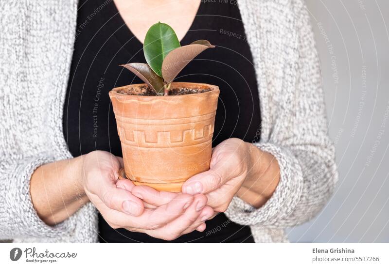 Weibliche Hände halten einen kleinen Setzling von Ficus Elastica in einem Keramiktopf. Konzept zur Pflege von Zimmerpflanzen. Nahaufnahme. elastica Baum Topf