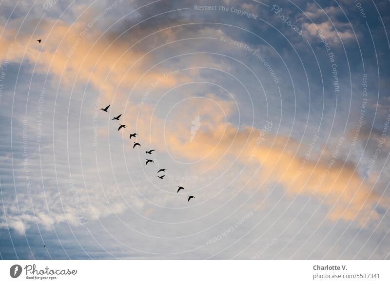 Weites Land | Formationsflug von Gänsen vor einer orange gefärbten Wolke Wildtiere Vögel Wildgänse Flug fliegen Vogelschwarm Vogelzug Himmel orange Wolke