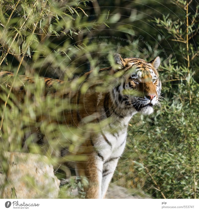 bedäch-tiger Pflanze Bambus Tier Wildtier Tiergesicht Zoo Tiger Raubkatze 1 beobachten Blick bedrohlich gefangen Tierschutz Hospitalisierung schön Stolz