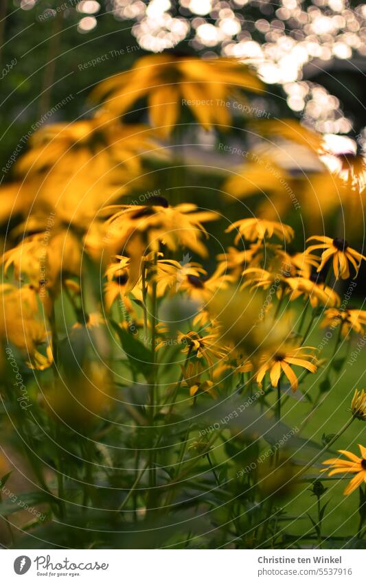 Gelber Sonnenhut gelber Sonnenhut verschwommen Nahaufnahme Rudbeckia Sommer Natur Pflanze Blüte Blumen Tag Blühend Schwache Tiefenschärfe Garten natürlich