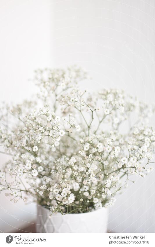 Schleierkraut in einer Vase Blume Blüte weiß Schwache Tiefenschärfe Blühend ästhetisch Blumenstrauß Stillleben Porzellan Gysophila hell duftend romantisch schön