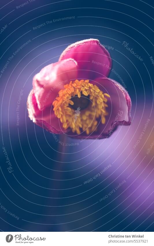 Ganz nah dran an der Herbstanemone Anemone hupehensis rosa Blume Blühend Garten Herbst-Anemone schön zart Blüte Pflanze herbstlich Spätsommer Natur ungewöhnlich