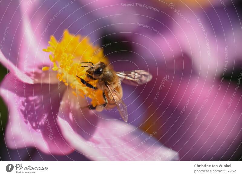 Eine fleißige Honigbiene auf der Blüte einer rosafarbenen Herbstanemone Pollen Herbst-Anemone rosa Blume Anemone hupehensis bestäuben Insekt Garten Blühend