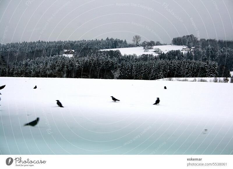 Raben im Schnee Krähen Vögel BAyern Natur Vogel Außenaufnahme Tier Winter Farbfoto fliegen kalt Wildtier Umwelt Menschenleer Rabenvögel Schwarm Himmel Wald Baum