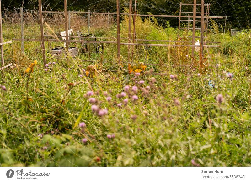 Wildblumen in einem gemeinschaftlich genutzten Garten Gemeinschaft Gartenanlage gärtnern wild Grüner Daumen Gemeinschaftsgarten ökologisch Sozialökologie