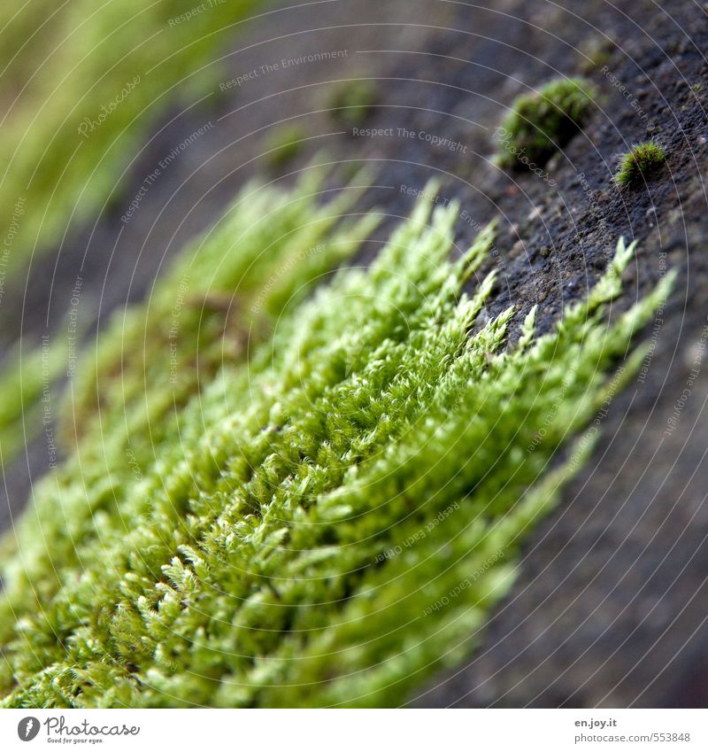 Naturgewalt Pflanze Klima Moos Aggression grün schwarz Überleben erobern bewachsen krabbeln zudecken Farbfoto Außenaufnahme Nahaufnahme Detailaufnahme