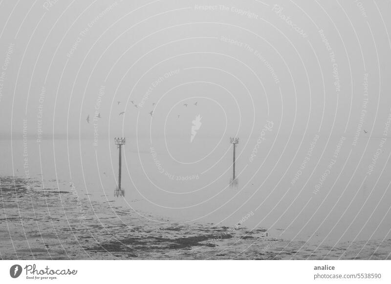 Neblige unheimliche Landschaft mit fliegenden Vögeln Schwarzweißfoto schwarz auf weiß Nebel neblig Nebellandschaft Strand beängstigend Alptraum Vogel Mysterium