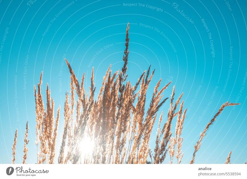 Weizen auf blauem Hintergrund Weizenfeld golden goldene Farbe Blauer Himmel Blauer Hintergrund sonnig Sonne Sonnenlicht Detailaufnahme Nahaufnahme Natur