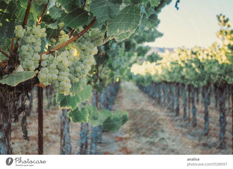 Weintrauben in einem Weinberg Traube grüne Trauben Weingut Blätter Schonung Bauernhof Ackerland Ernte Umwelt Natur Pflanze frisch Gesundheit Weinbau Ackerbau