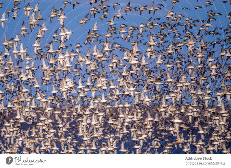 Schwarm roter Knotenvögel fliegt über das Meer Vogel Kanutenvogel (Calidris canutus) Fliege MEER Vogelbeobachtung Ornithologie Blauer Himmel correlimos gordo
