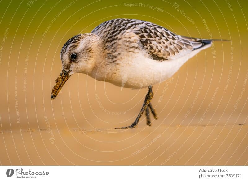 Kleiner Calidris alba Vogel auf dem Boden stehend Sanderling calidris alba Oberfläche Vogelbeobachtung Ornithologie Zoologie correlimos tridactilo dünn schlanke