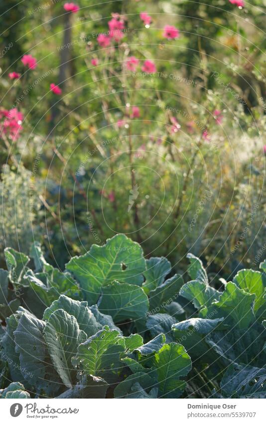 Kohlblätter in wildem Garten, Morgensonne, pinke Blumen im Hintergrund verschwommen. Morgensonnenlicht Natur Umwelt Farbfoto Menschenleer Idylle Stimmung