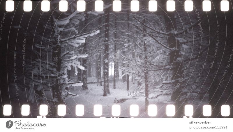 those winters Natur Winter Eis Frost Schnee Schneefall Baum Wald dunkel kalt Einsamkeit analog unheimlich Knecht Ruprecht Schwarzweißfoto Außenaufnahme