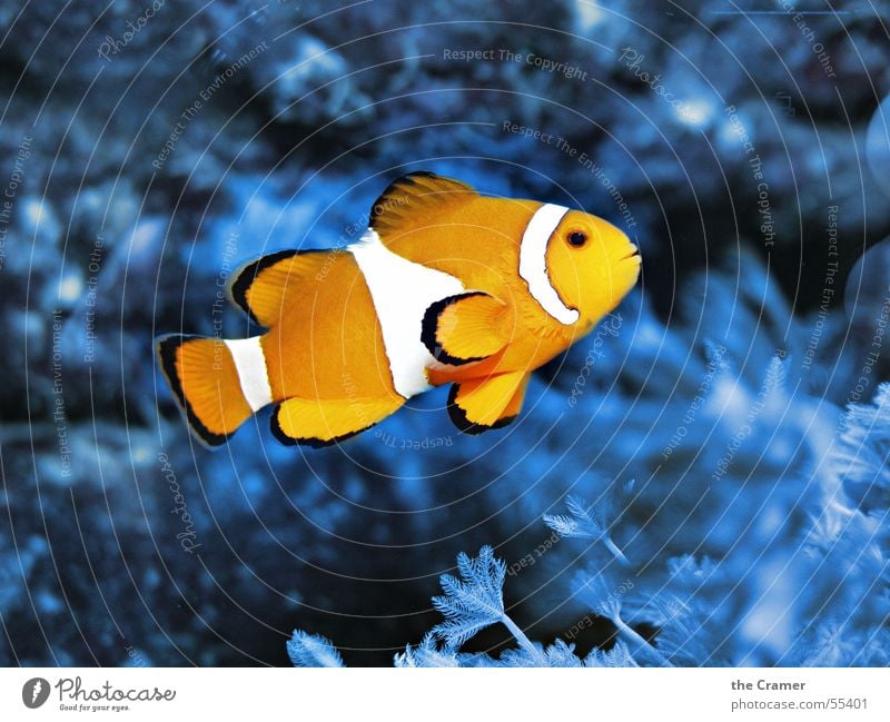 °°° Nemo °°° Findet Nemo Clownfisch Zoo Aquarium Physik kalt Tier Korallen Meer Fisch Kino Wasser orange blau Lampe Signal Wärme fish Clownfish water blue