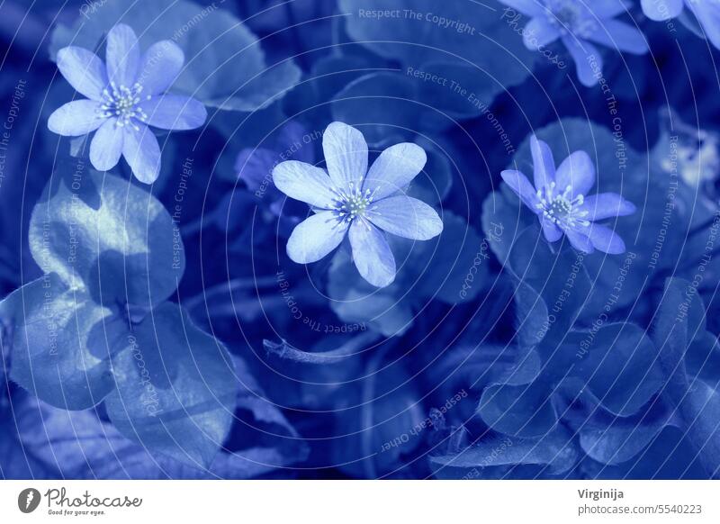 Schönes Muster mit Blättern auf einem blauen Hintergrund . Frühlingshafter Hintergrund. Druck für Bucheinbände, Textil, Stoff, Geschenkpapier einpacken rot