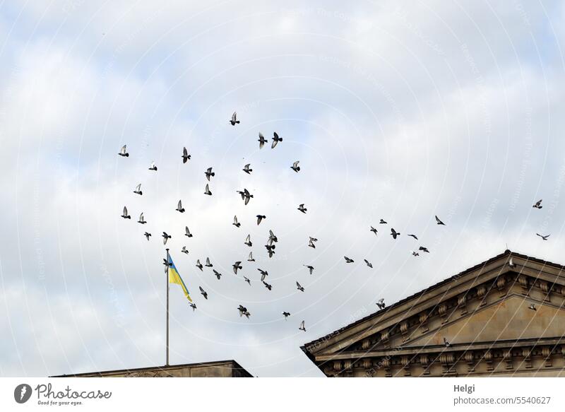 Weites Land | fliegende Tauben über Bremer Dächern Vögel Taubenschwarm Dach Gebäude Flagge Himmel Wolken Außenaufnahme Bewegung Schwarm Tier Freiheit Tiergruppe