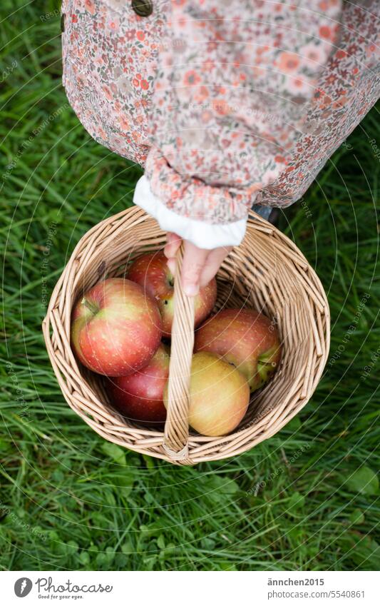 Ein kind trägt einen Korb mit Äpfeln Apfel Ernte Herbst Frucht frisch reif rot Garten Natur natürlich ernten Kind sammeln Lebensmittel Gesundheit lecker