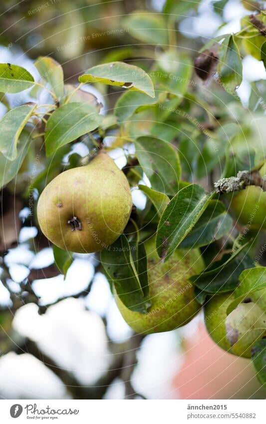grüne Birnen hängen an einem Baum Herbst ernten gesund Garten Ernte Lebensmittel frisch Gesundheit lecker Frucht reif Ernährung natürlich Natur saftig süß