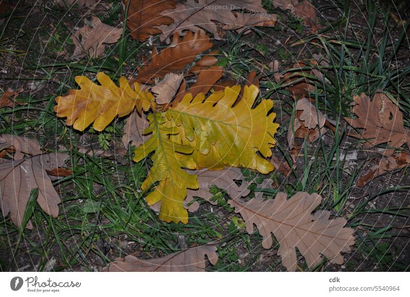 Eichenlaub | bunte Herbstfärbung im Oktober | gelb verfärbte, abgefallene Blätter der persischen Eiche im Park in der Dämmerung. herbstlich Herbstlaub