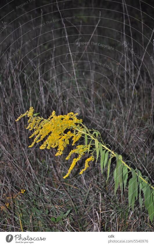 Eine der letzten blühenden Goldruten (Solidago) leuchtet in der herbstlichen Dämmerung zwischen vertrockneten, grauen Gräsern. gesund Gesundheit Heilpflanzen