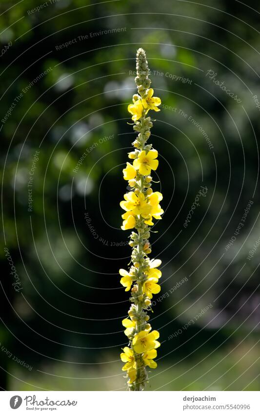 Portrait einer wunderschönenen Königskerze. Blume Farbfoto Außenaufnahme Blüte Natur Menschenleer Sommer Tag Nahaufnahme Blühend Pflanze natürlich Wachstum
