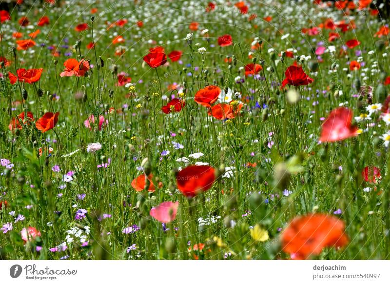 Ein besonderes Sommer Highlight Erlebnis Blumenwiese Mohn Blühend Natur Außenaufnahme Farbfoto Blüte rot Mohnblüte Idylle Landschaft Wildpflanze Menschenleer