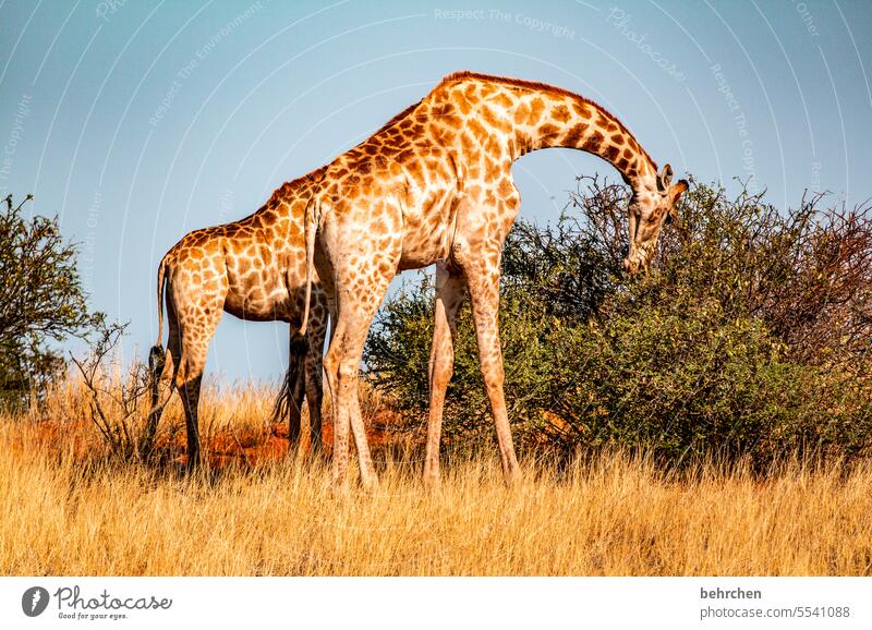 verlängerung Menschenleer Tierporträt Wildnis Kalahari Giraffe Tierschutz Tierliebe fantastisch Wildtier außergewöhnlich Safari Umwelt beeindruckend besonders