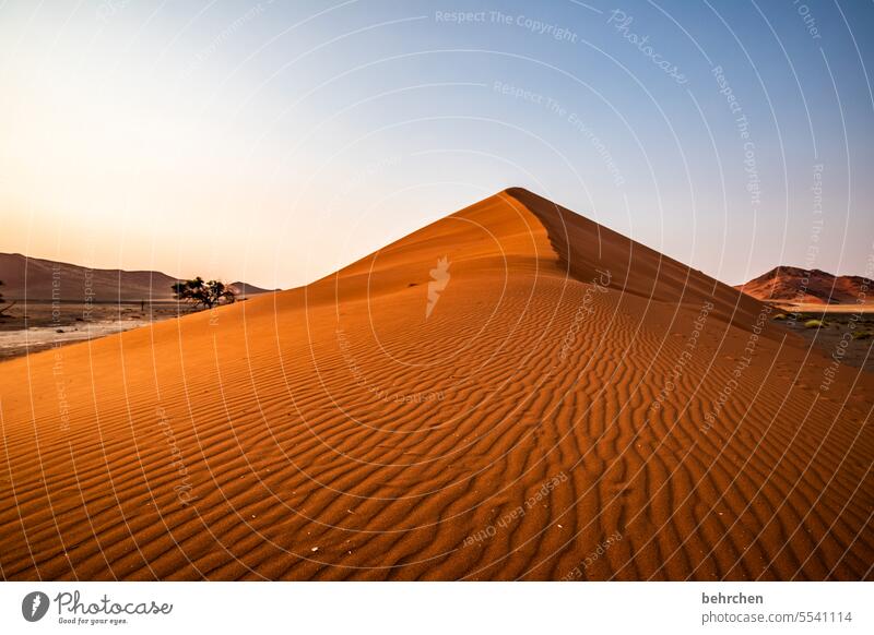 spuren im sand Schatten Licht Sossusvlei Außenaufnahme Sesriem dune 45 Sand Wüste Afrika Namibia Ferne Fernweh Sehnsucht reisen Farbfoto Landschaft