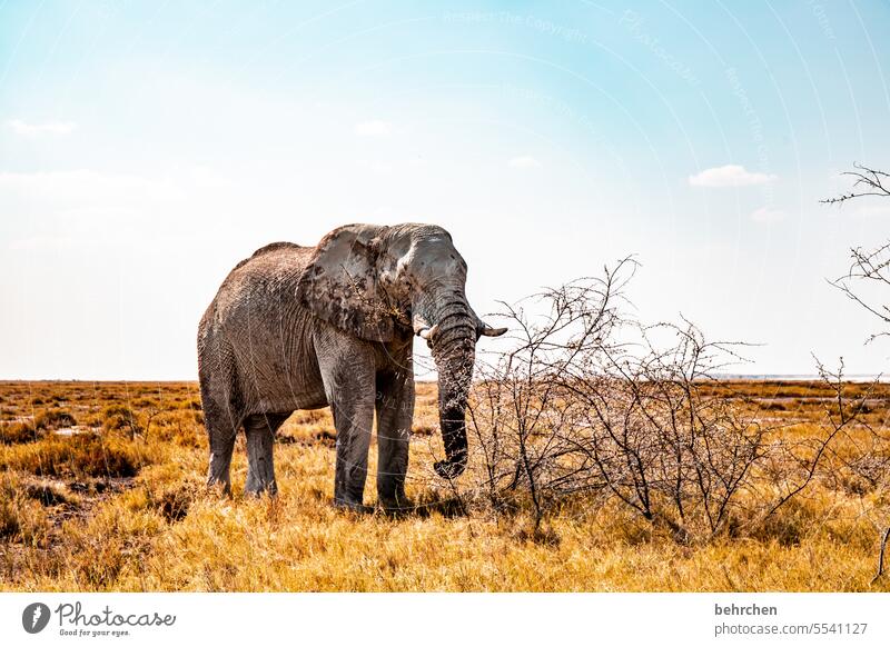 sprichwörtlich | in der ruhe liegt die kraft Rüssel Gefahr riskant gefährlich Elefantenbulle etosha national park Etosha Etoscha-Pfanne fantastisch Wildtier