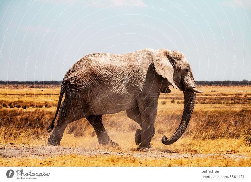 big bigger biggest Tierporträt Elfenbein Stoßzähne Rüssel imposant Gefahr gefährlich groß riskant Elefantenbulle etosha national park Etosha Etoscha-Pfanne