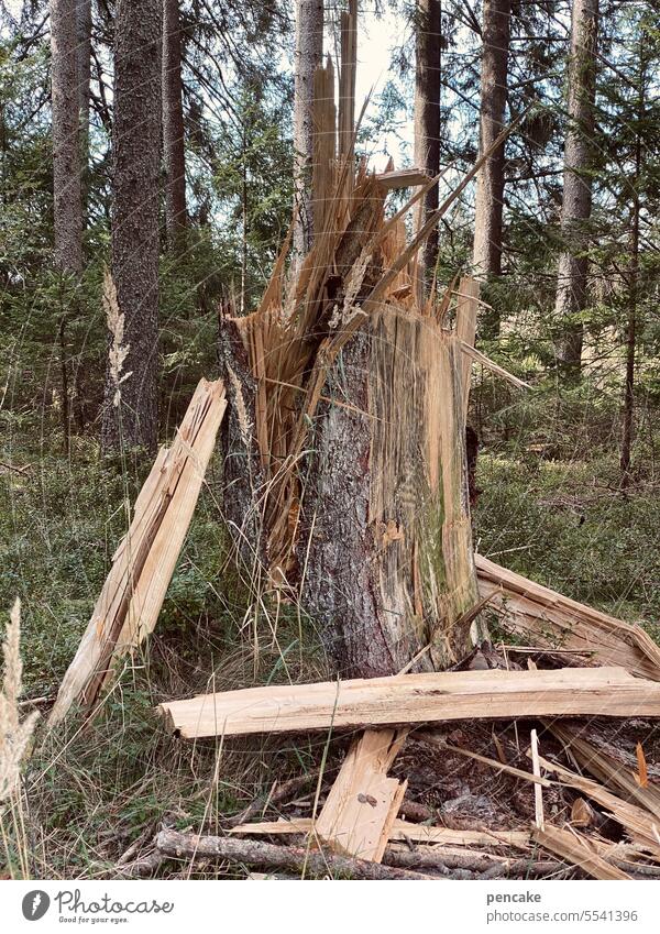 !trash! 2023 | krachmaninow Baum Wald Holz gespalten Waldschaden Forstwirtschaft Umwelt Baumstamm zersplittert Sturmschaden