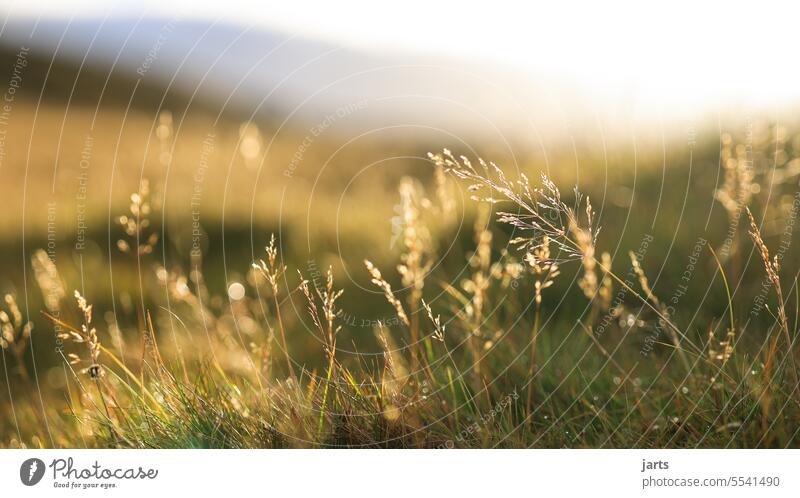Morgens im Hochland Gras Sonnenaufgang Island Wiese Ruhe Gelassenheit Herbst Hügel Natur Landschaft Außenaufnahme ruhig Stille Idylle Schönes Wetter Sonnenlicht