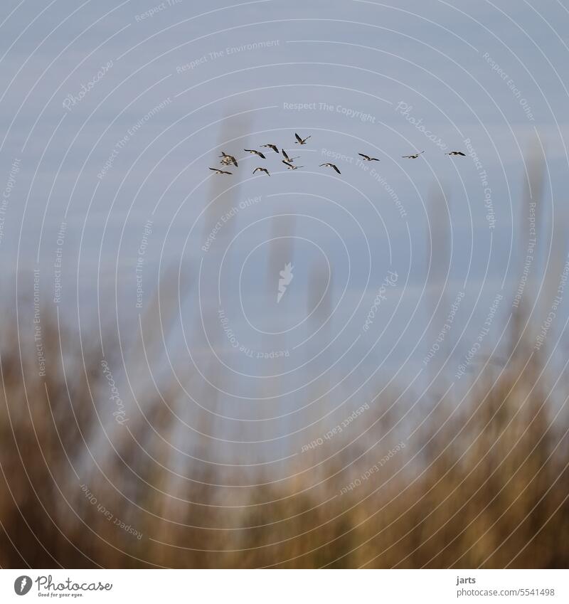 Wildgänse beim Abflug Flug Formation Schilf Gras Grasland Natur Himmel fliegen Vogelflug Vögel Vogelschwarm Vogelzug frei Zugvögel Tiergruppe Schwarm Luft