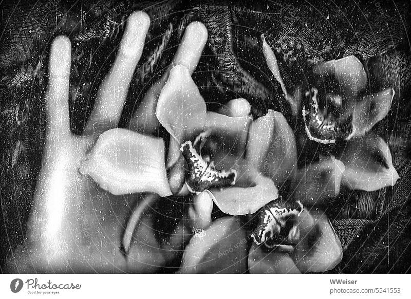 Ein rauschiges, krisseliges Scan-Foto von einer Hand, die edle Blüten hält alt altmodisch Kunst vintage Experiment Blumen edel Orchideen arrangiert offen