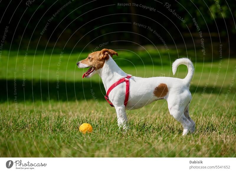 Aktiver Hund spielt mit Spielzeugball am Sommertag Tier grün aktiv Porträt Spaziergang spielen lustig im Freien Feld laufen Spielen jack russell Natur Gras