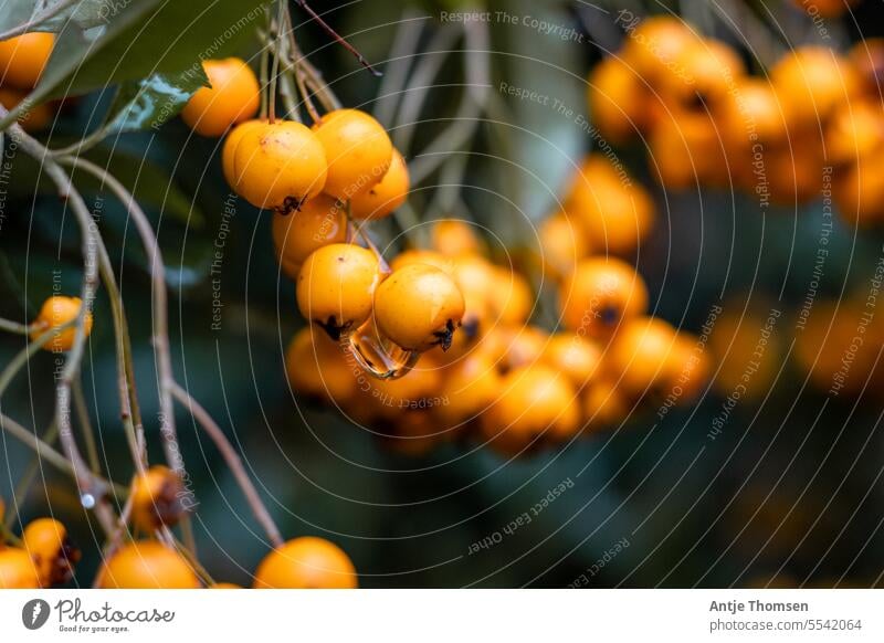 Nahaufnahme von Feuerdorn Vogelbeeren Strauch Beeren mit Regentropfen Vogelbeerenstrauch Herbst Natur orange