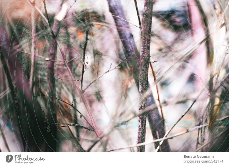 Äste abstrakt Baum Ast Wald Natur Farben violett Geäst Zweige Herbst Kontrast