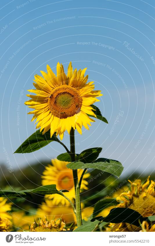 Strahlende Sonnenblume strahlend Blume gelb Sommer Blüte Blühend Pflanze Farbfoto Außenaufnahme Nutzpflanze Sonnenblumenfeld Feld Landwirtschaft Menschenleer