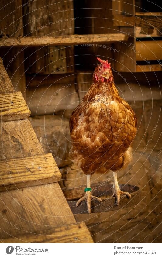 Golden glänzendes Huhn steht auf einem eingemaurten Metallring neben einer Hühnerleiter und hat den Schnabel geöffnet. Im Hintergrund eine Natursteinmauer und ein Teil einer Nistbox. Die Henne hat einen grünen Fußring und roten Kamm.